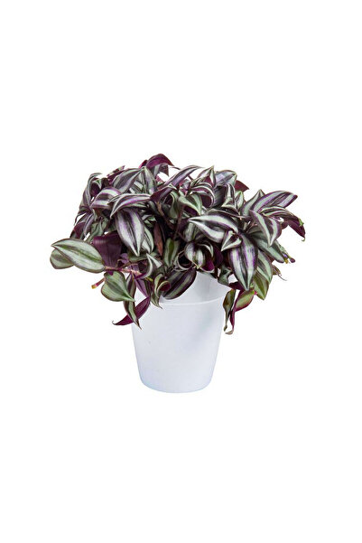 Belora apartment plant Tradescantia Zebrina, H 30 cm