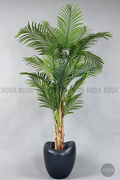 BİÇİÇEK Areka Ağacı 220-240 CM