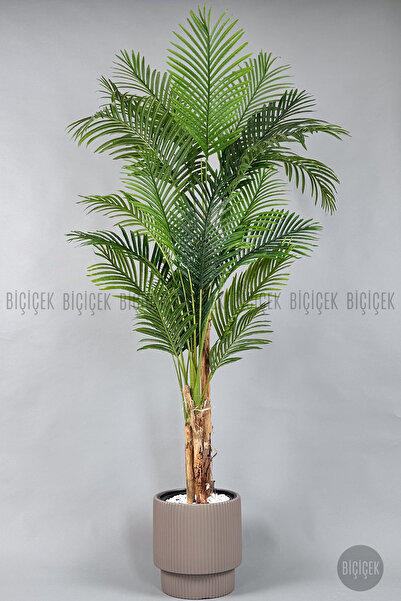 BİÇİÇEK Areka Ağacı 220-240 CM