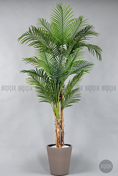 BİÇİÇEK Areka Ağacı 220-240 CM