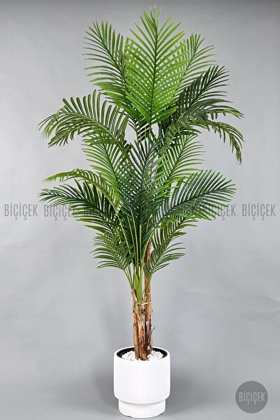 BİÇİÇEK Areka Ağacı 220-240 CM