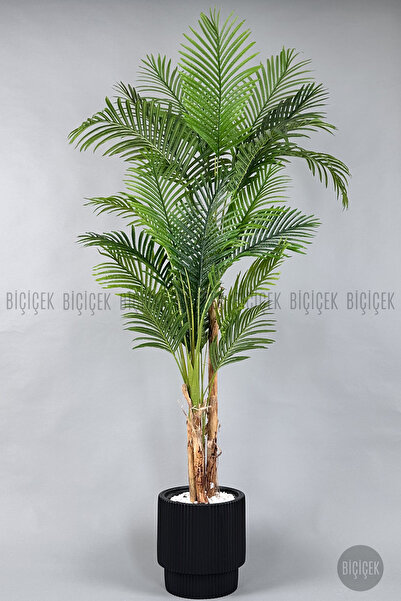 BİÇİÇEK Areka Ağacı 220-240 CM
