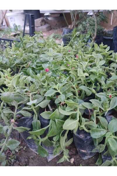 HİLAL TARIM ÇİFTLİĞİ 3 adet buz çiçeği (yer-zemin örtücü)