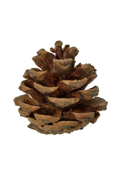 offlimits Set 20 conuri de pin decorative de Crăciun colorate, DecorCasa, 5 cm