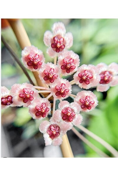 SİMAN BOTANİK Hoya Ets 10 Silver Mum Çiçeği