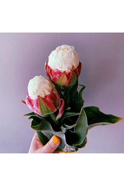 Bulbi și Plante ICE-CREAM TULIPS - 10 BULBS