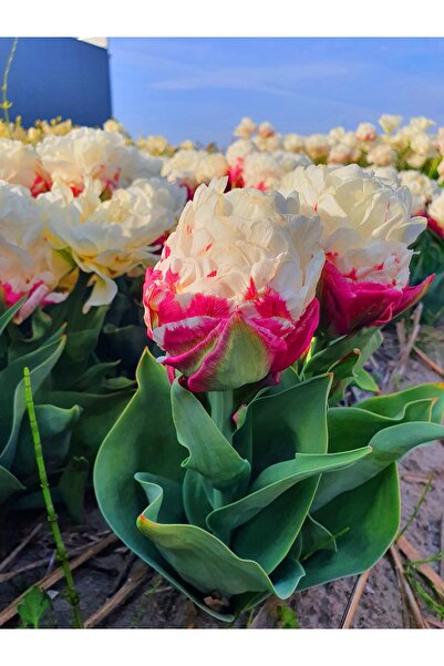 Bulbi și Plante ICE-CREAM TULIPS - 10 BULBS