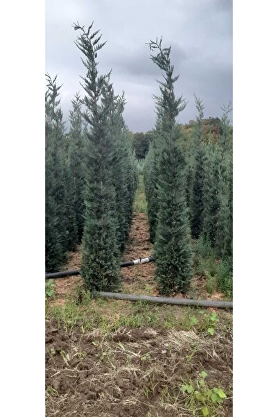 ARG Leylandi 150/2metre arası