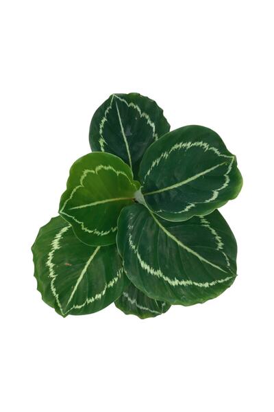 Byaysima Calathea Roseopicta 'green Medallion' Canlı Dua Çiçeği Salon İç Mekan Bitkisi