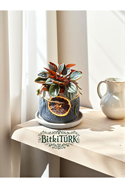 BitkiTÜRK İthal Peperomia Sunrise(Gün Doğumu peperomiasi) Altlıklı beton saksı ve portakal dilimi dekorl