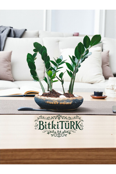 BitkiTÜRK İthal Zeze Zamia Beton Saksıda 30×45 iç mekan bitkileri salon hediye