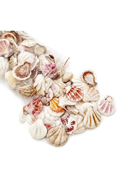 Generic Excefore Small Tiny Sea Shells Mixed Beach Seashells Natural Seashell...