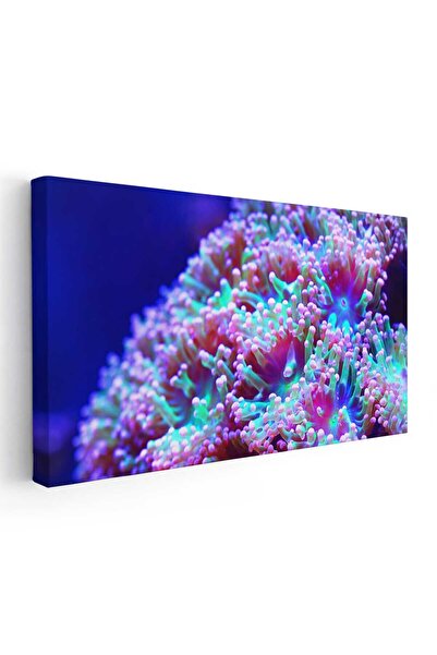 Tablou Canvas Tablou anemone de mare corali, cod 1868