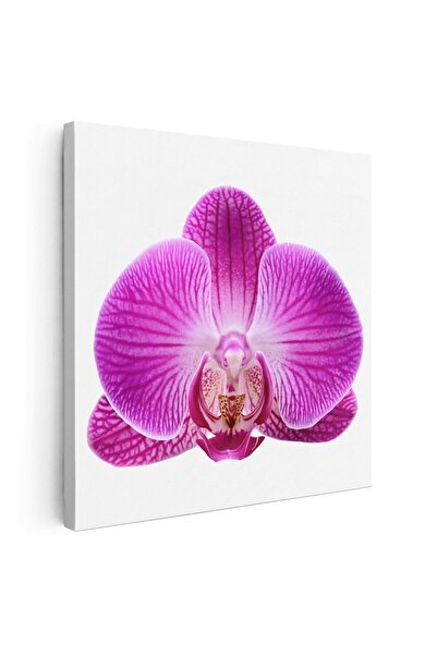 Tablou Canvas Tablou floare orhidee violet fundal alb, cod 1998