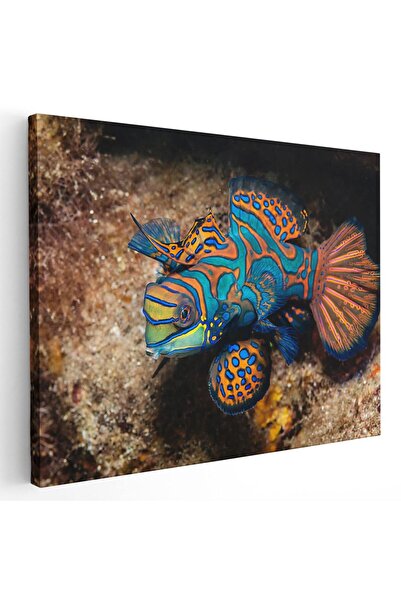 Tablou Canvas Tablou peste mandarin, albastru, portocaliu, cod 1578