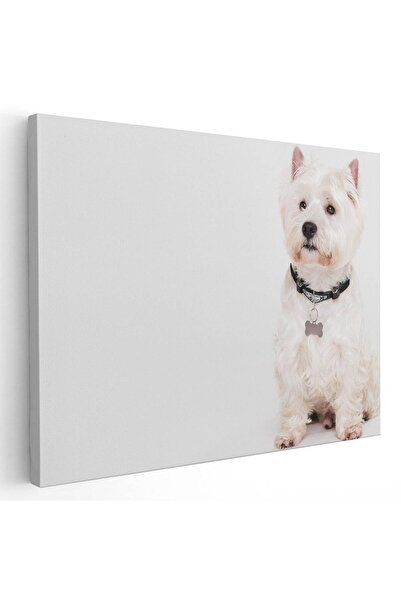 Tablou Canvas Tablou caine West Highland White Terrier, cod 4169