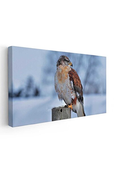 Tablou Canvas Tablou pasare soim in natura, cod 5218