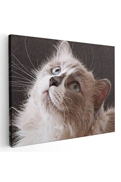Tablou Canvas Tablou portret pisica uitandu-se in sus, cod 4205