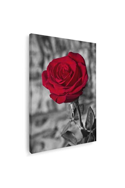 Tablou Canvas Tablou floare trandafir rosu, cod 4280