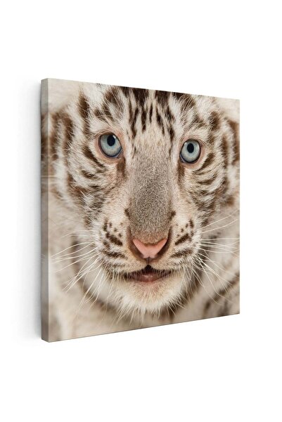 Tablou Canvas Tablou portret tigru alb, cod 3232