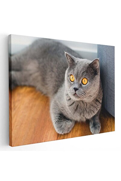 Tablou Canvas Tablou pisica British Shorthair, cod 4195