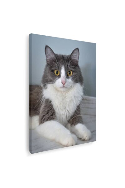 Tablou Canvas Tablou pisica alba cu gri, cod 4243