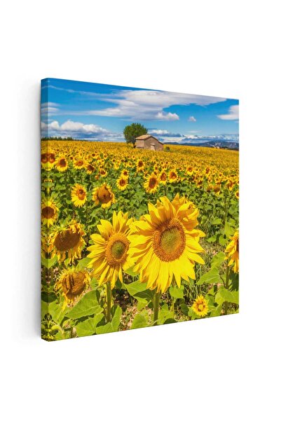 Tablou Canvas Tablou peisaj floarea soarelui, cod 2683
