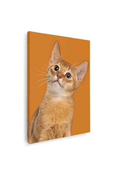 Tablou Canvas Tablou pisica abisiniana, cod 4248