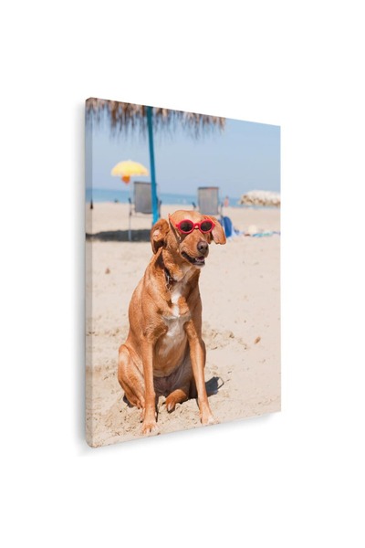 Tablou Canvas Tablou caine cu ochelari pe plaja, cod 4165