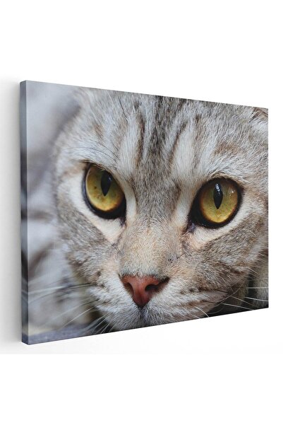 Tablou Canvas Tablou portret pisica, cod 4197