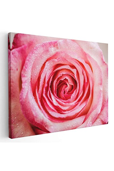 Tablou Canvas Tablou floare trandafir roz detaliu, cod 2616