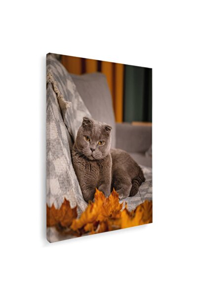 Tablou Canvas Tablou pisica maro Scottish Fold pisici, cod 3088