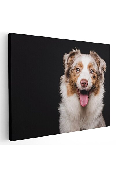 Tablou Canvas Tablou caine Ciobanesc Australian, cod 4172