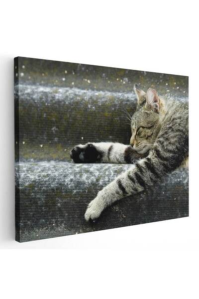 Tablou Canvas Tablou pisica dormind pe scari, cod 4194