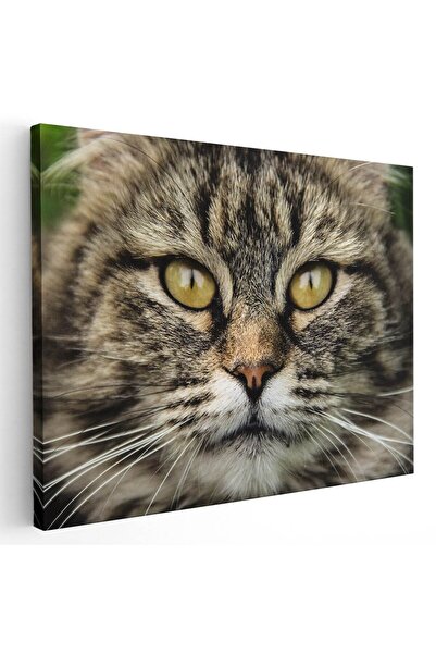 Tablou Canvas Tablou portret pisica, cod 4209