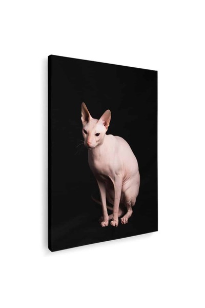 Tablou Canvas Tablou pisica Sfinx pisici, cod 3080