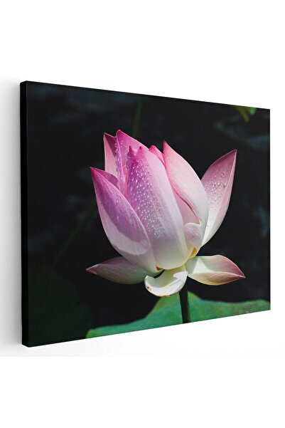 Tablou Canvas Tablou floare de lotus roz, cod 2661