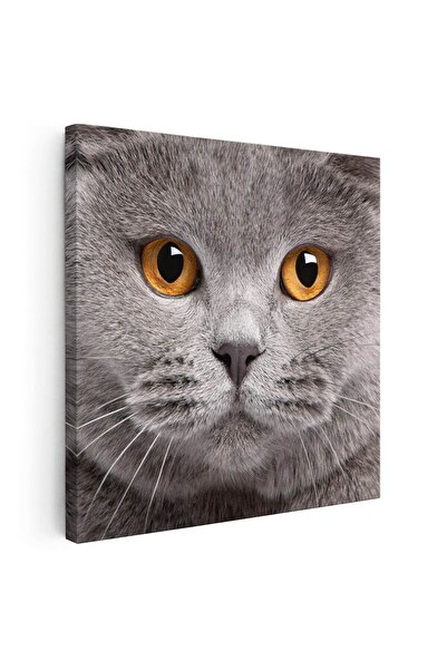 Tablou Canvas Tablou portret pisica British Shorthair, cod 4227