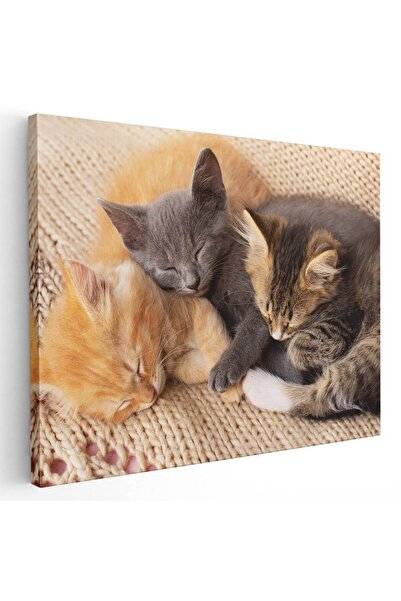 Tablou Canvas Tablou 3 pisicute dormind pisici, cod 3072