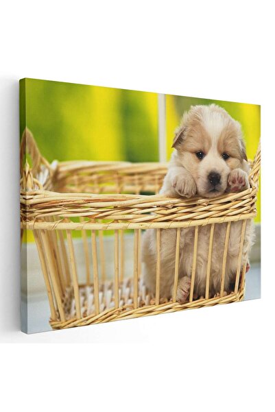 Tablou Canvas Tablou catelus in cosulet, cod 3100