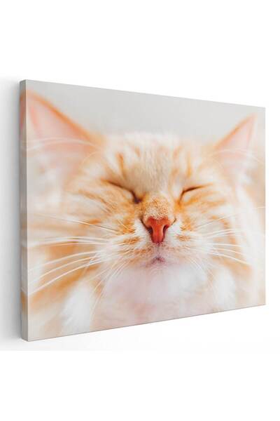 Tablou Canvas Tablou portret pisica crem cu alb, cod 4204