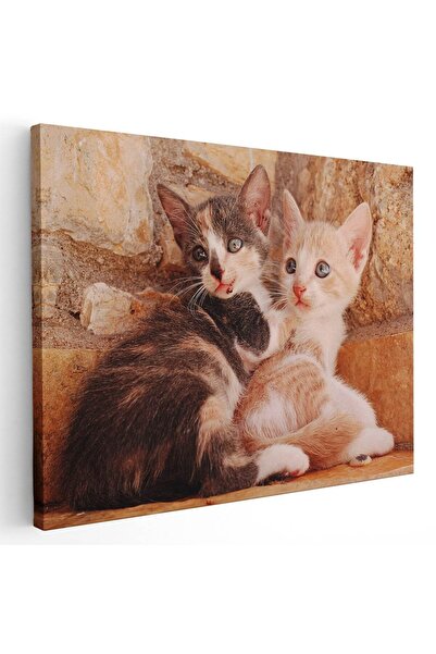 Tablou Canvas Tablou doua pisicute curioase, cod 4206