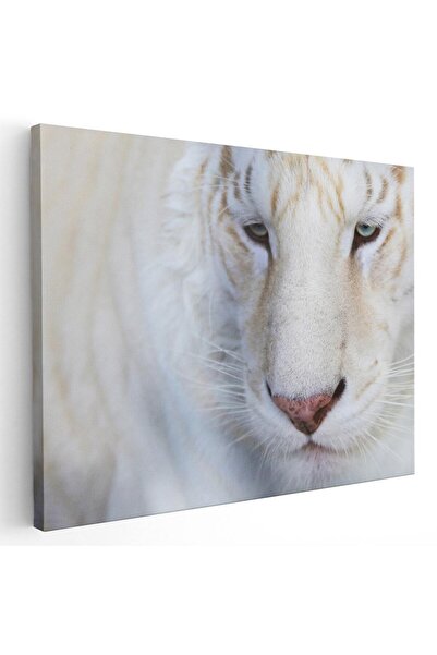 Tablou Canvas Tablou portret tigru alb, cod 3126