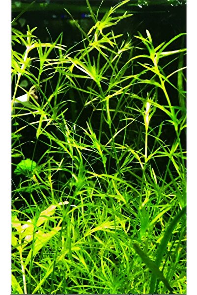 derlifbeysu yld Akvaryum bitkisi lepistes otu (10dal )