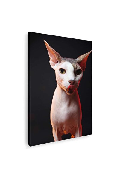 Tablou Canvas Tablou pisica Sfinx cu limba scoasa, cod 4245