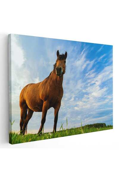 Tablou Canvas Tablou cal brun roscat (murg) pe camp, cod 3050