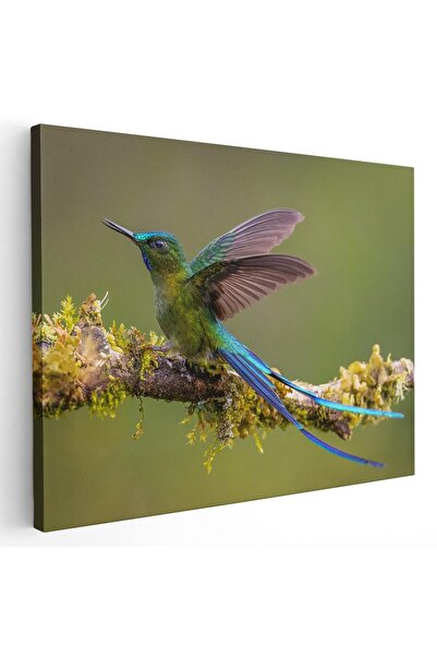 Tablou Canvas Tablou pasare colibri pe ramura, cod 1723