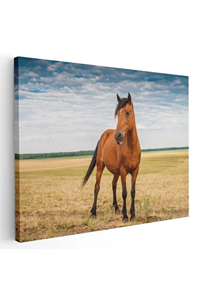 Tablou Canvas Tablou cal maro (murg) pe camp, cod 3044