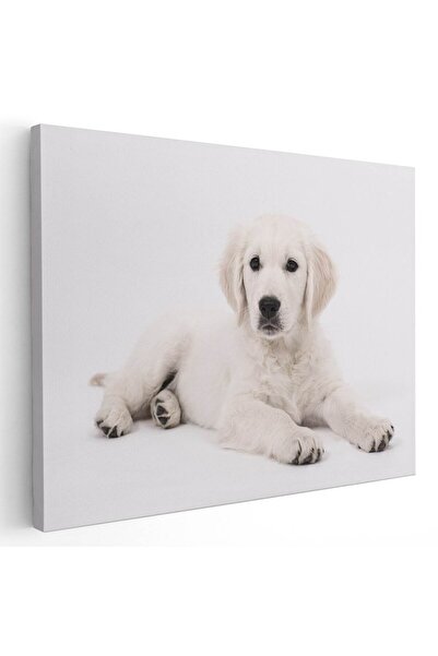 Tablou Canvas Tablou caine Labrador, cod 4264