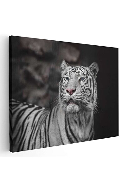 Tablou Canvas Tablou tigru alb cu ochi albastri, cod 3127